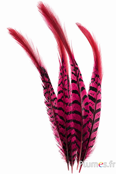 Fasan Lady Amherst - 24-27 cm - bordeaux-schwarz
